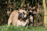 BULLDOG ANGLAIS 110